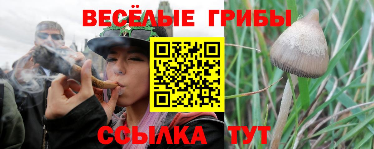 Галлюциногенные грибы GOLDEN TEACHER  наркотики  Краснодар  Вход с VPN 